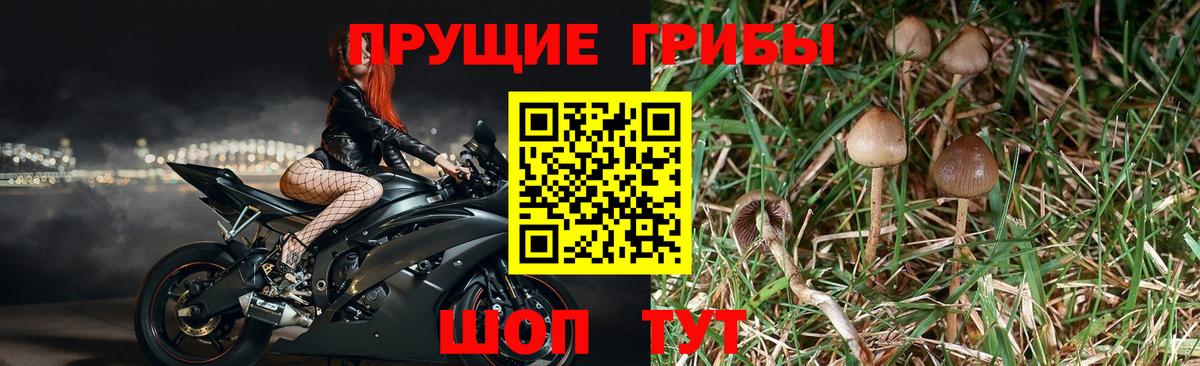 Коряжма  Псилоцибиновые грибы MAGIC MUSHROOMS  Вход с VPN 